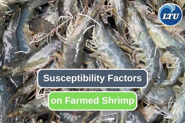 Shrimp Farming Challenges: Factors That Influence Disease Susceptibility
